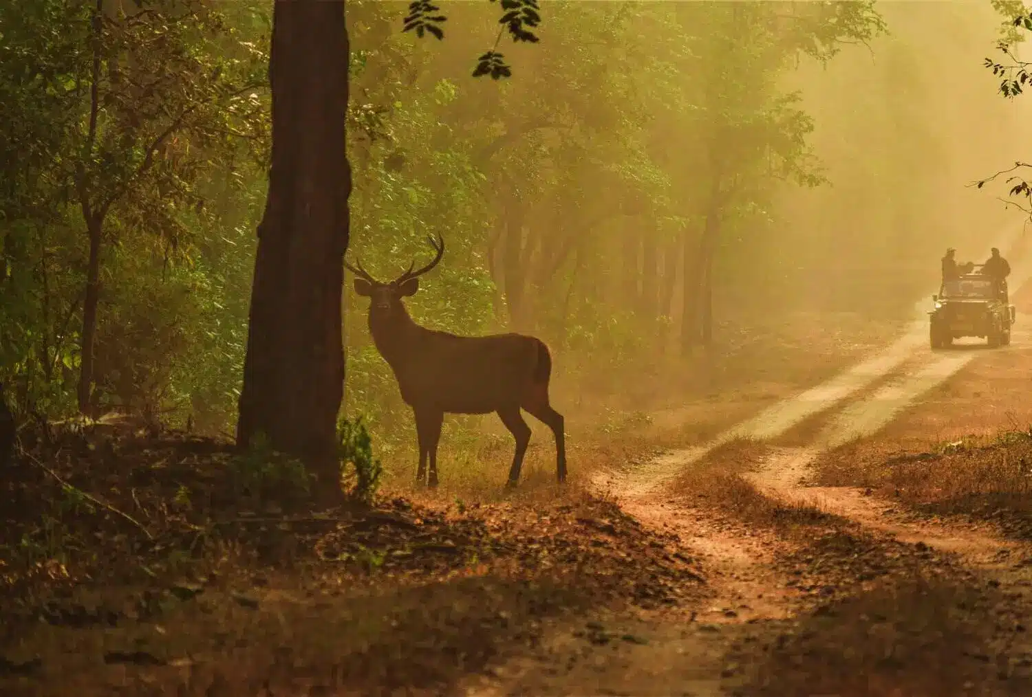 Kanha national park in monsoon Kanha national park in monsoon