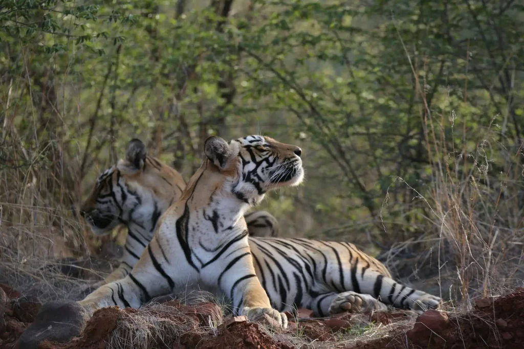 Tigers in Corbett tiger reserve on corbett - ranthambore tour Tigers in Corbett tiger reserve on corbett - ranthambore tour