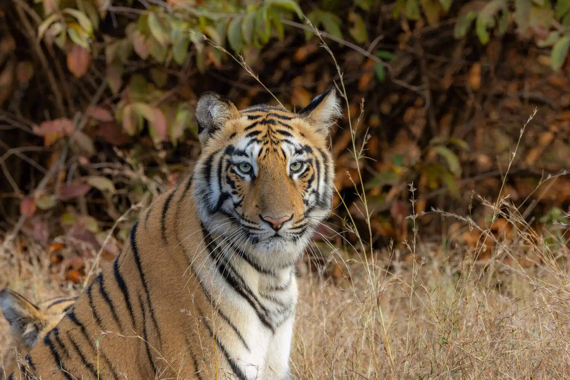 Kanha Bandhavgarh Tour Kanha Bandhavgarh Tour