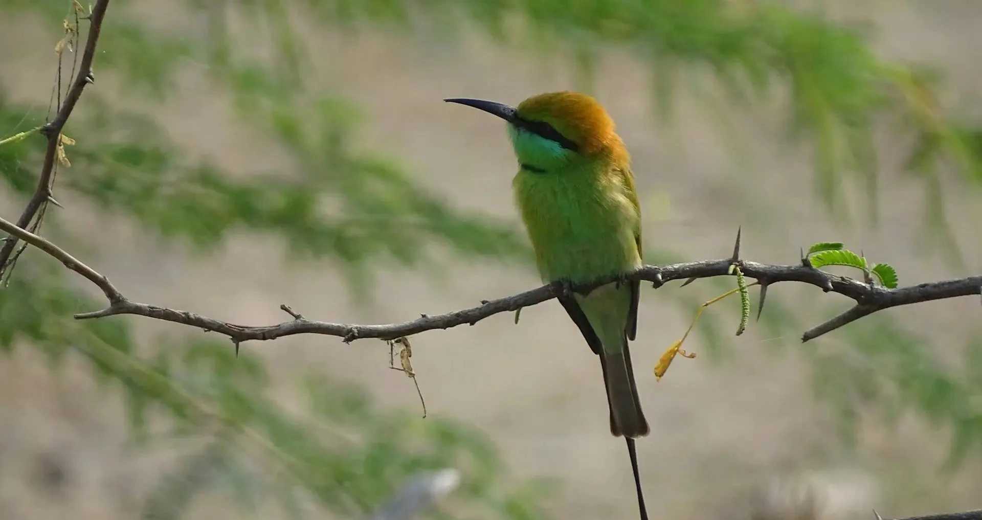 Bhigwan Bird Sanctuary Bhigwan Bird Sanctuary
