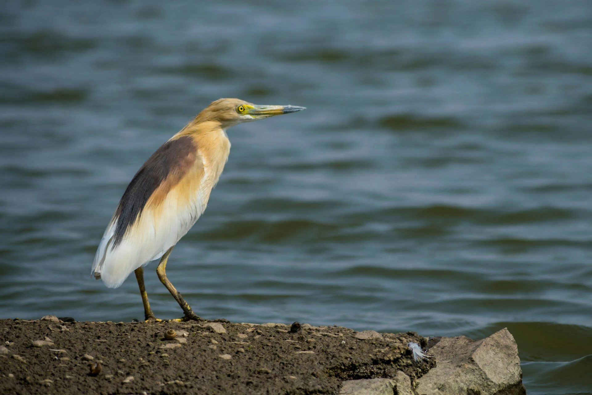Heron In Bhigwan Bird Sanctuary Heron In Bhigwan Bird Sanctuary