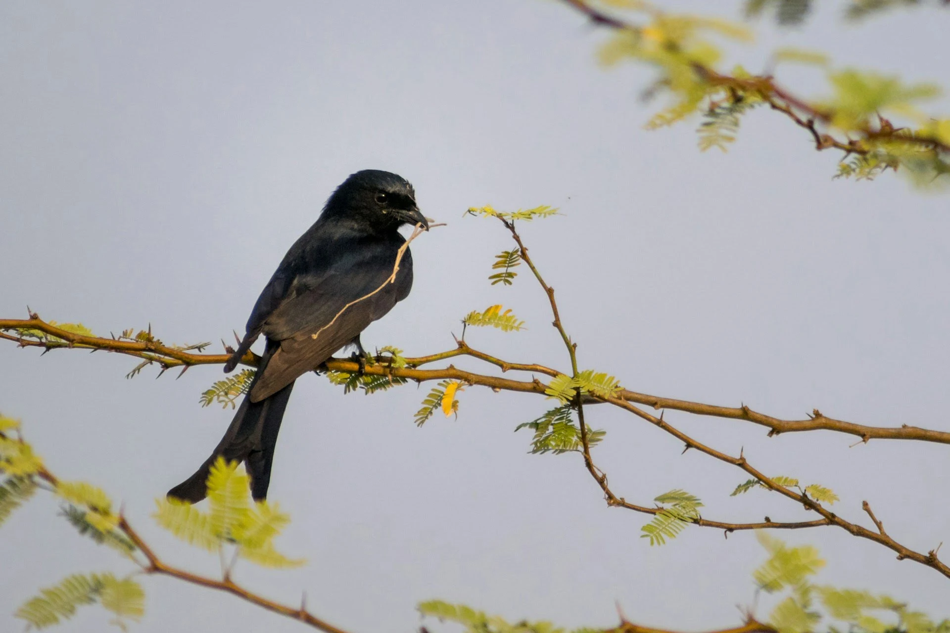 Black Drongo Bhigwan Bird Sanctuary Black Drongo Bhigwan Bird Sanctuary