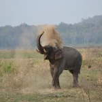 Elephants In India