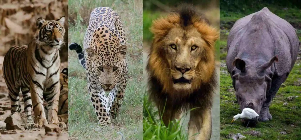 Group departure wildlife tours india 2024-25 Group departure wildlife tours india 2024-25