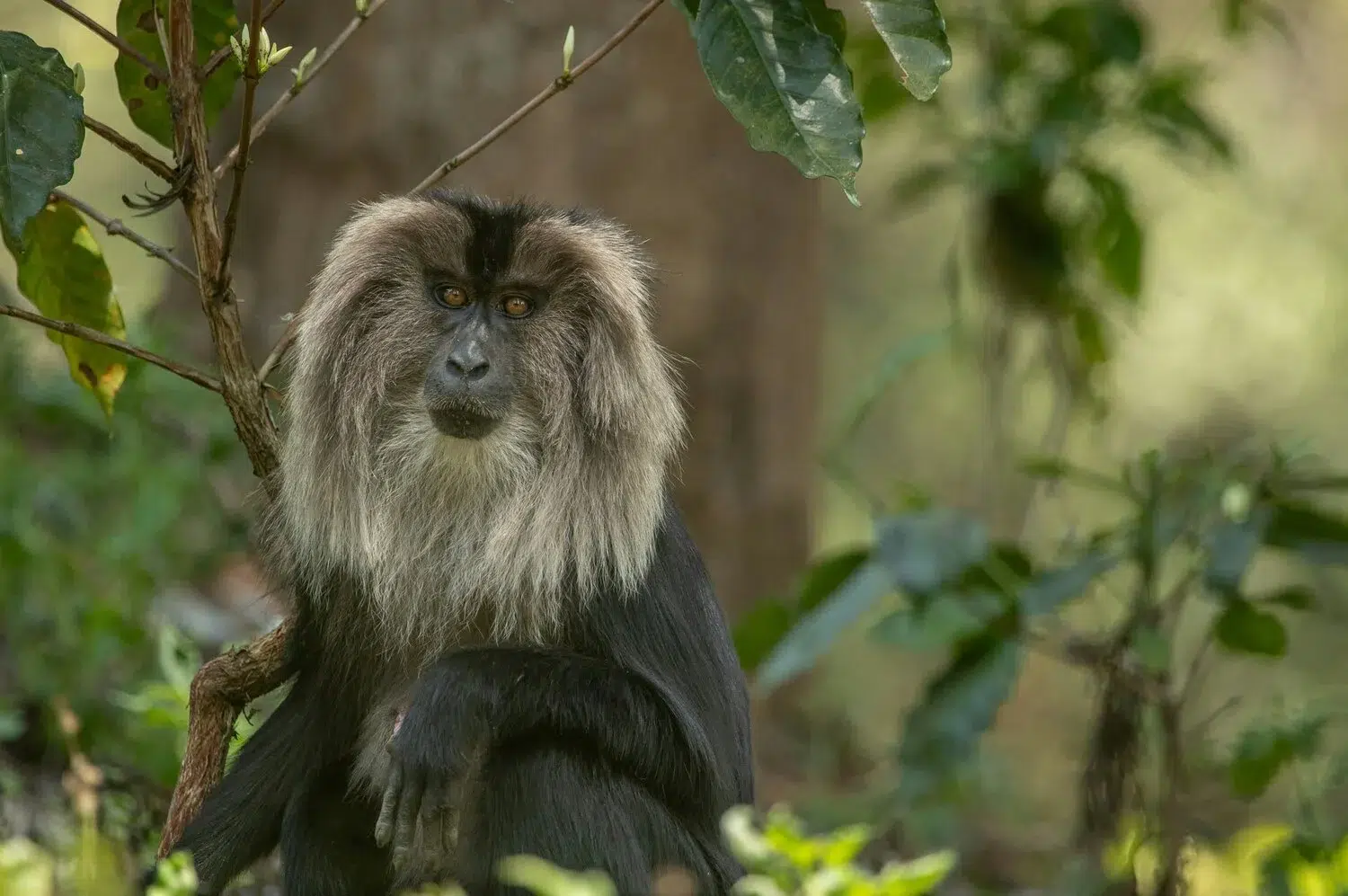 Lion Tailed Macaque India Lion Tailed Macaque India