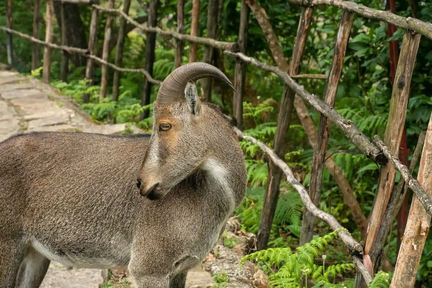 Nilgiri Tahr Nilgiri Tahr, Endangered wildlife species