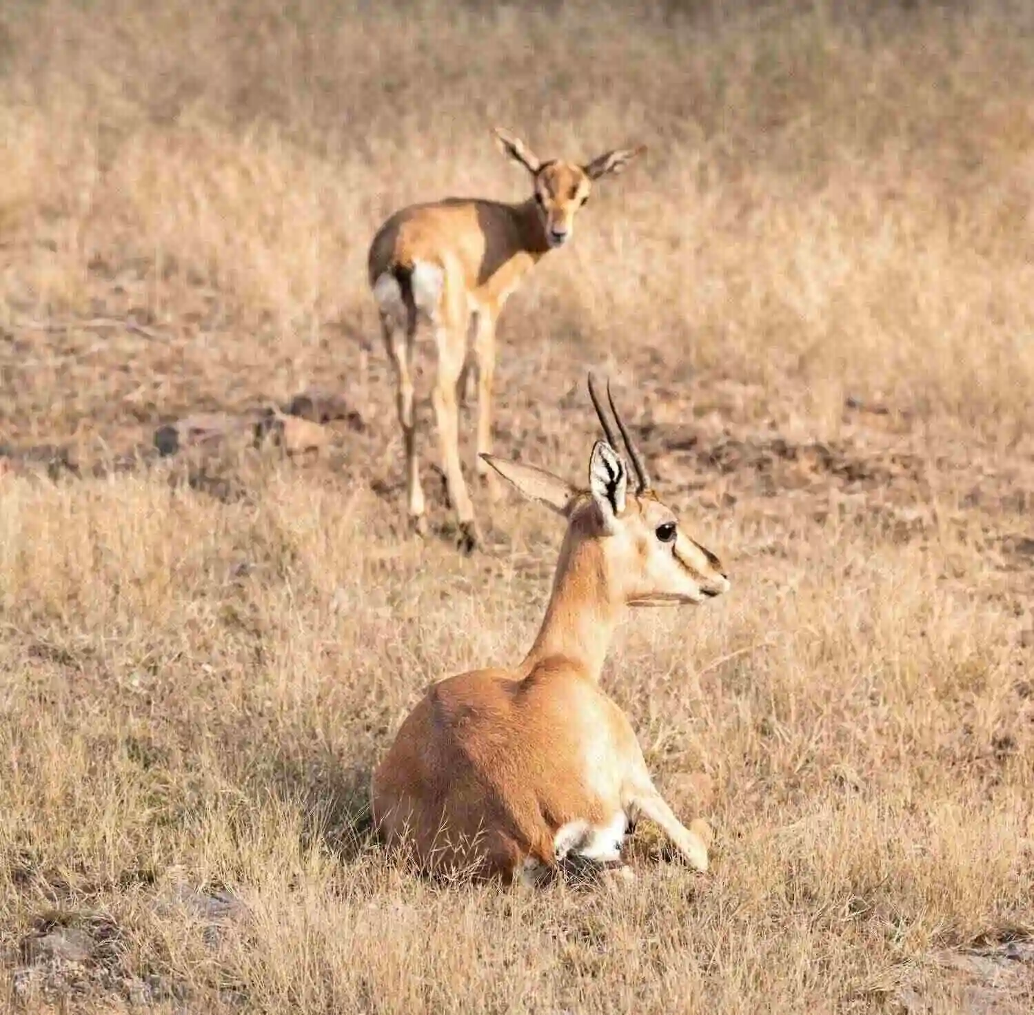 Antilope deer in Dholpur karauli tiger reserve Antilope deer in Dholpur karauli tiger reserve
