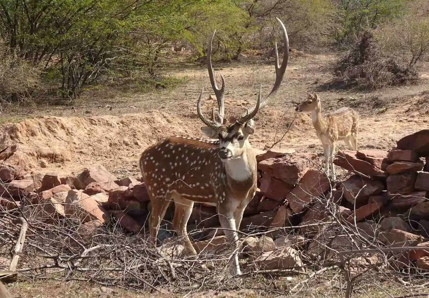 Spotted Deer in Ranipur Tiger Reserve Spotted Deer in Ranipur Tiger Reserve