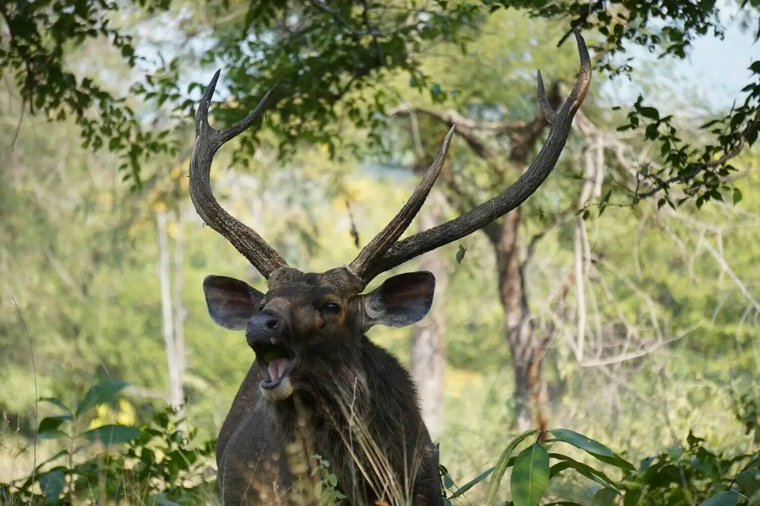 Sambar Deer in Veerangana Durgavati Tiger Reserve Sambar Deer in Veerangana Durgavati Tiger Reserve