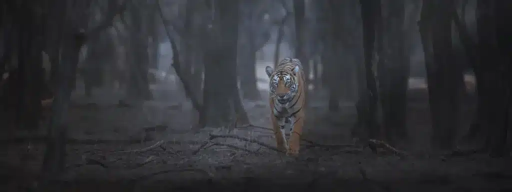 Tigers of Central India Tours Tigers of Central India Tours