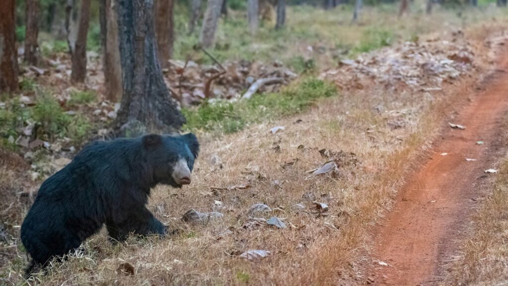 Satpura Fixed Departure Satpura Fixed Departure