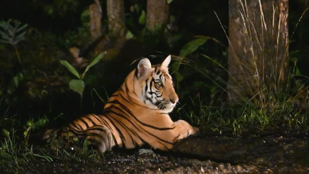 Night Jungle safari Night Jungle safari