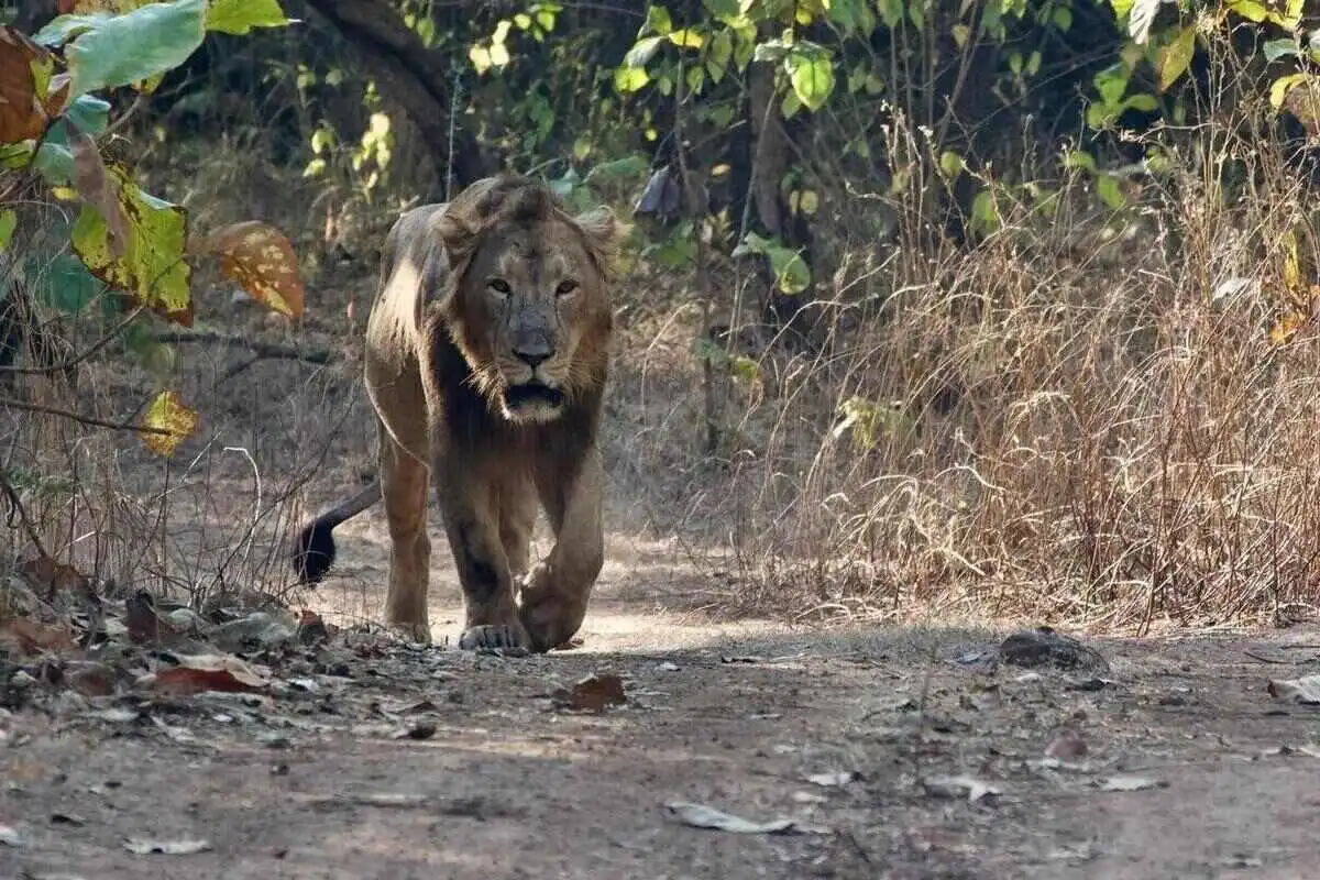 Gir Weekend Safari Gir Weekend Safari