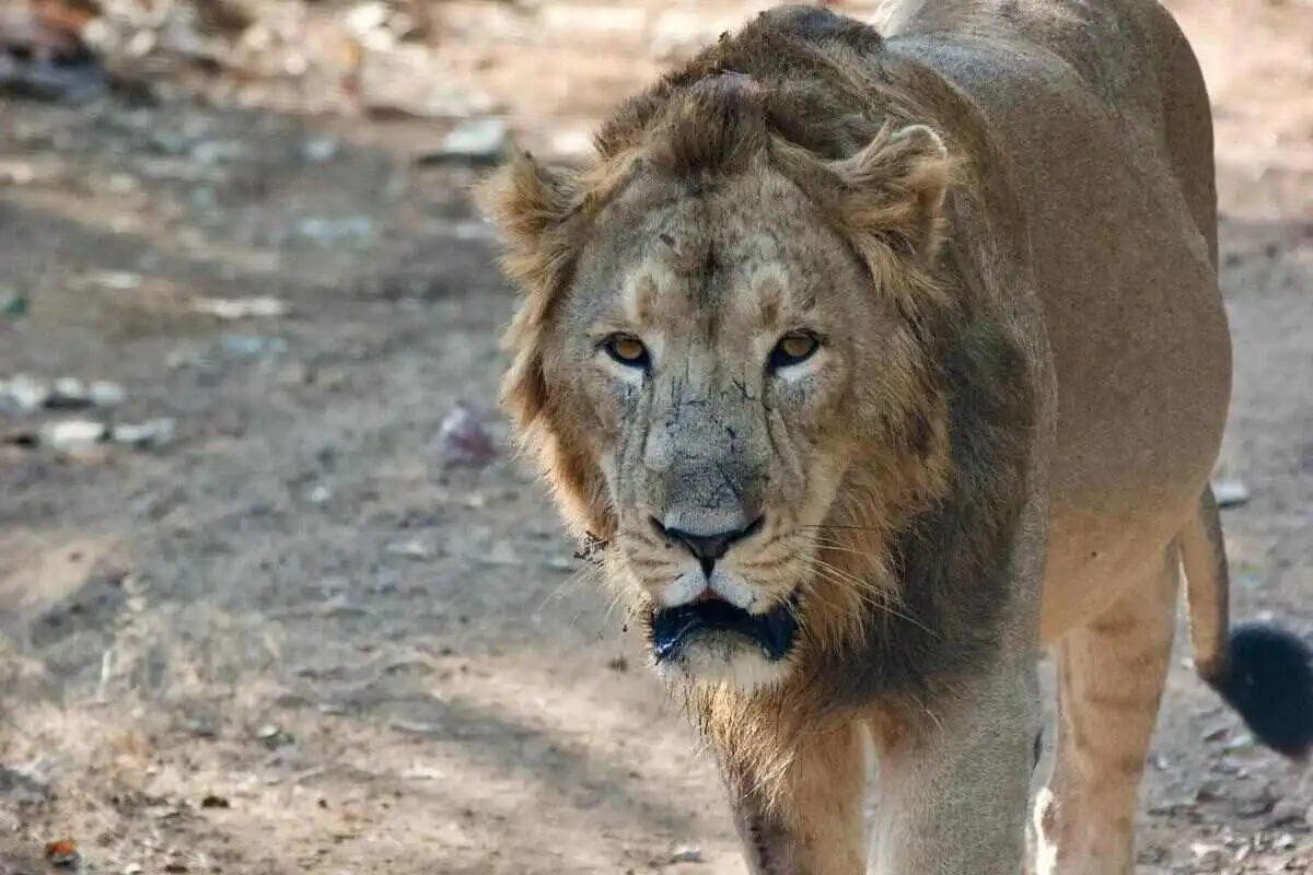 Gir Budget Safari Gir Budget Safari