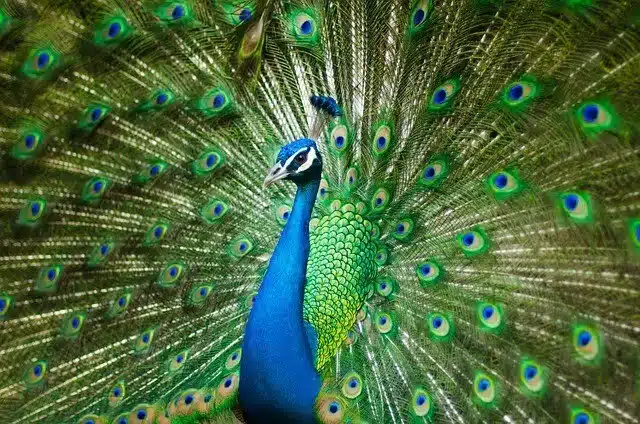 peacock bird in pench
