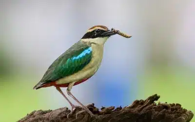 Birds of Bandhavgarh