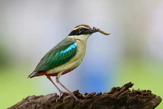 bandhavgarh-birds Indian Pitta Bird Bandhavgarh