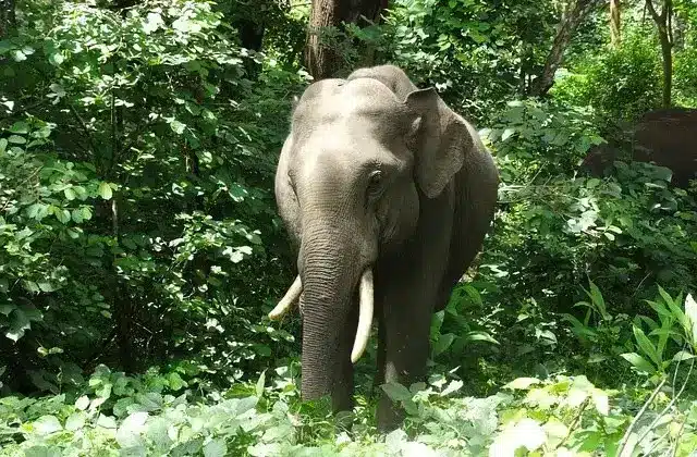 bandhavgarh indian elephant mammal