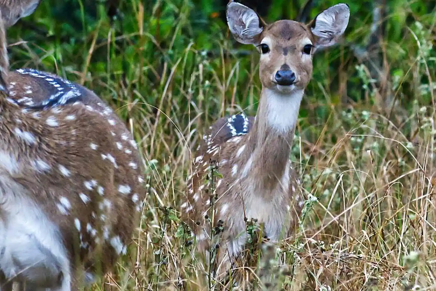 Chital in Corbett Chital in Corbett