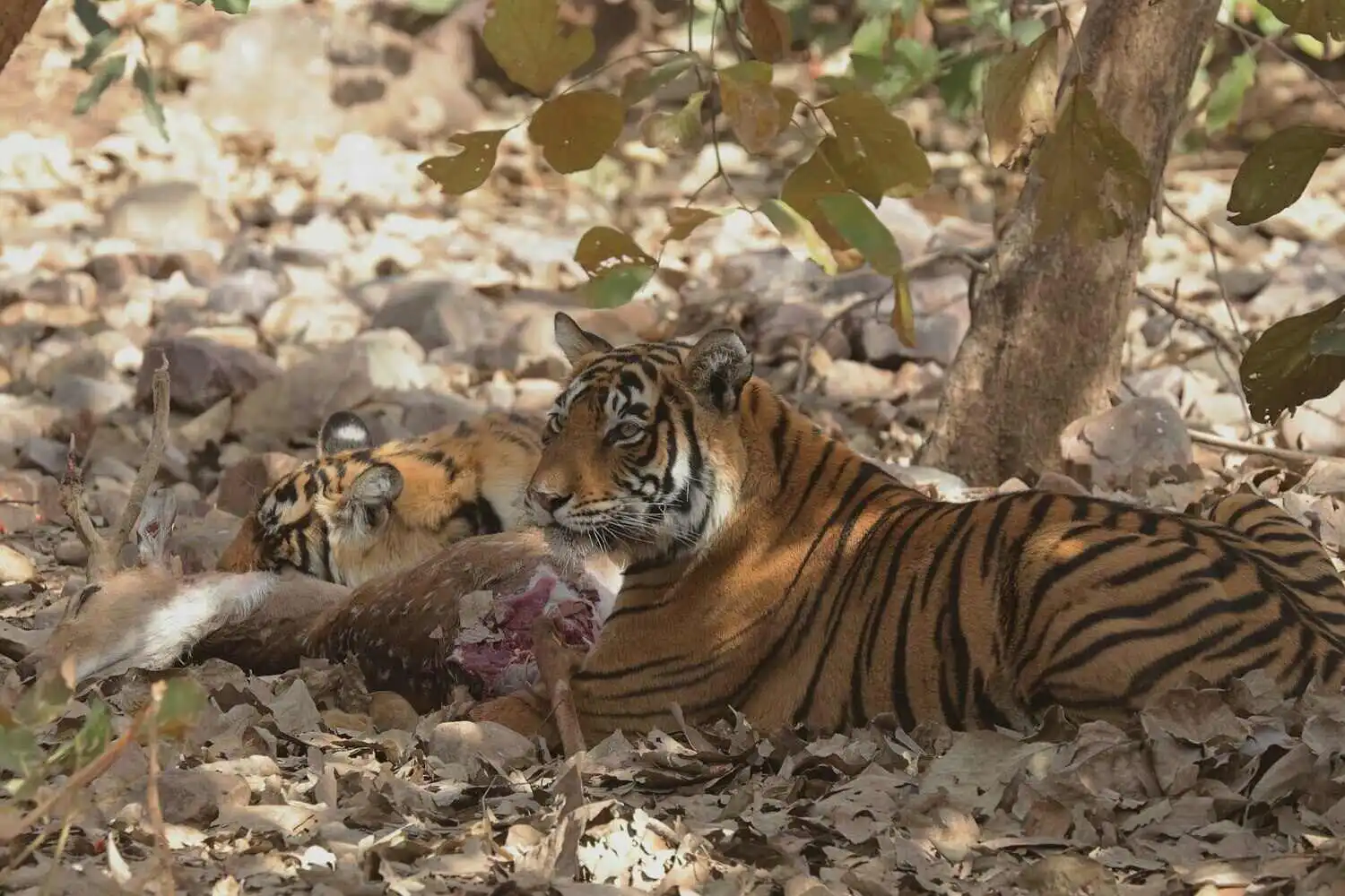 Ranthambore Tiger Enjoying Prey Ranthambore Tiger