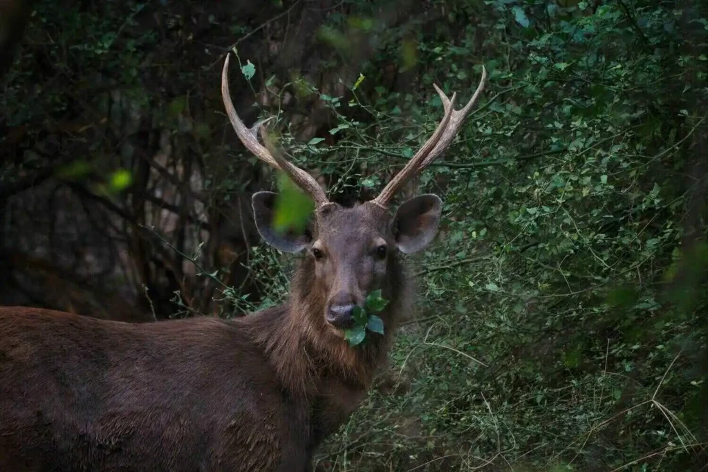 Sambar Deer in Ranthambore Sambar Deer in Ranthambore