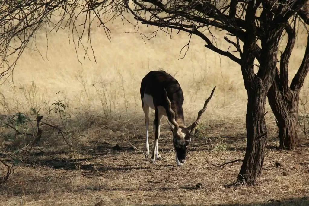 Swamp Deer in Gir Swamp Deer in Gir