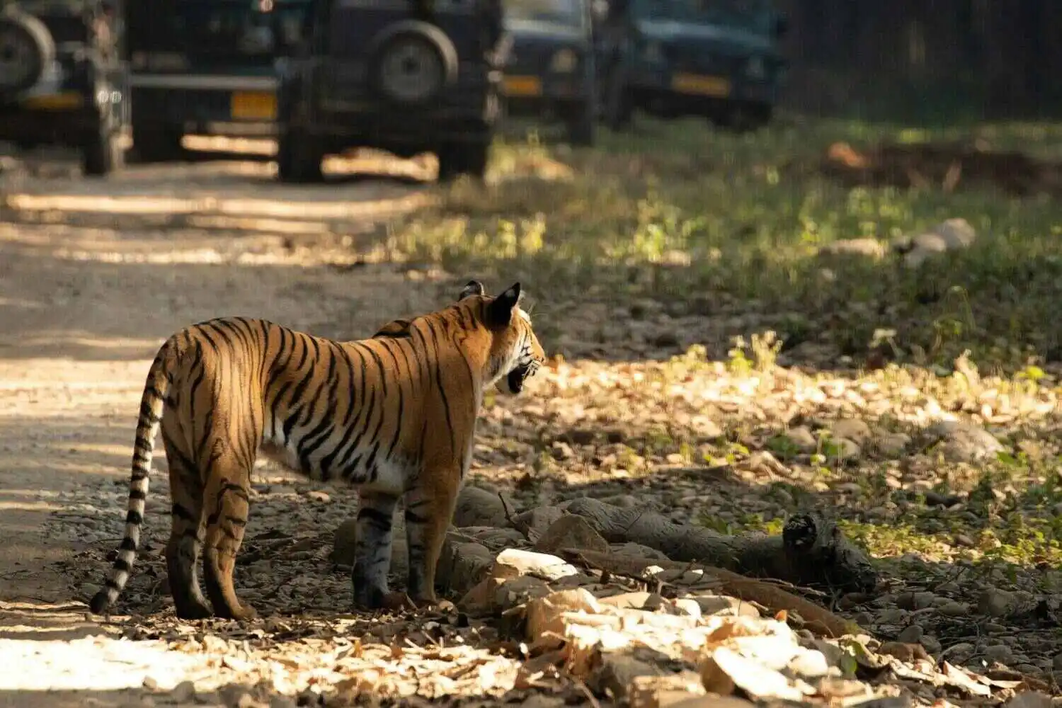 Tiger of Corbett Tiger of Corbett