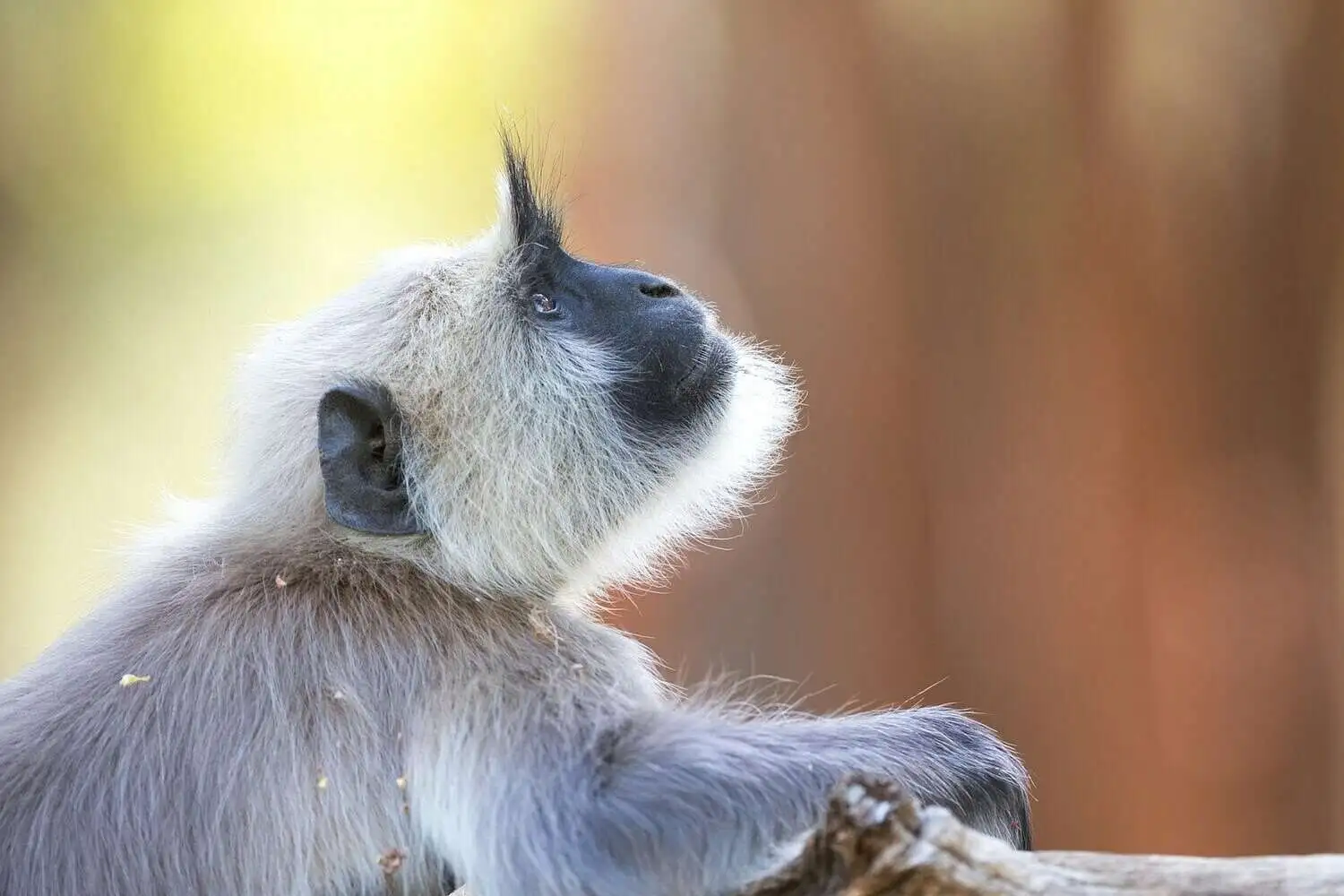 Monkey in Kanha Monkey in Kanha