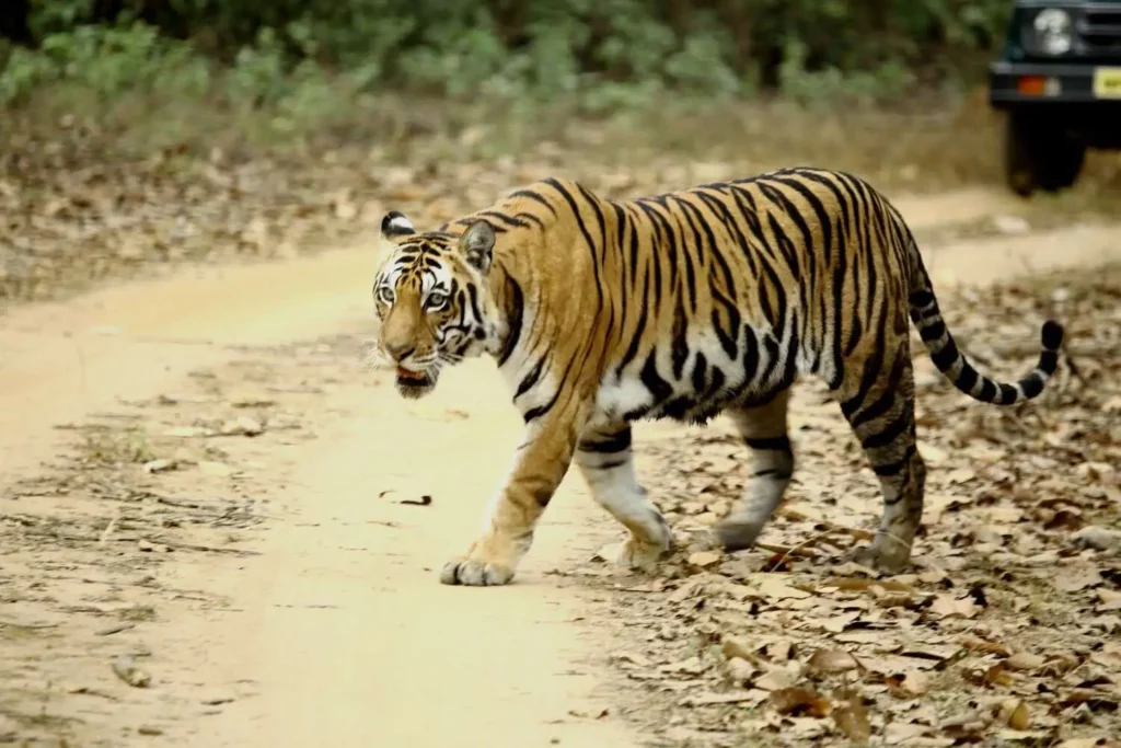 Bengal Tiger in Kanha Bengal Tiger in Kanha