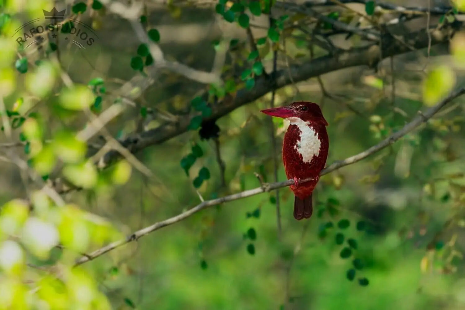 Kingfisher in Kanha Kingfisher in Kanha
