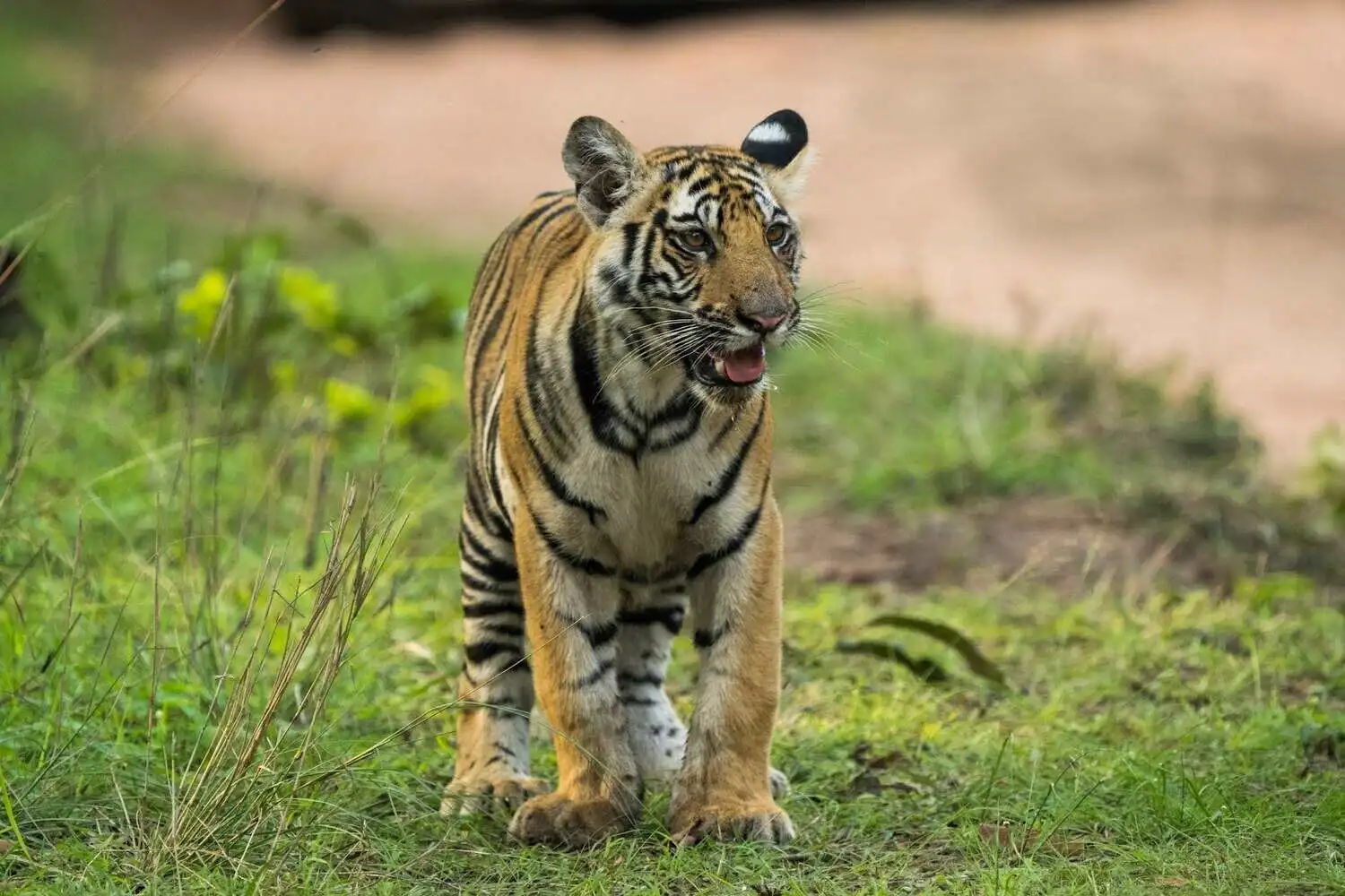Cub in Bandhavgarh Cub in Bandhavgarh