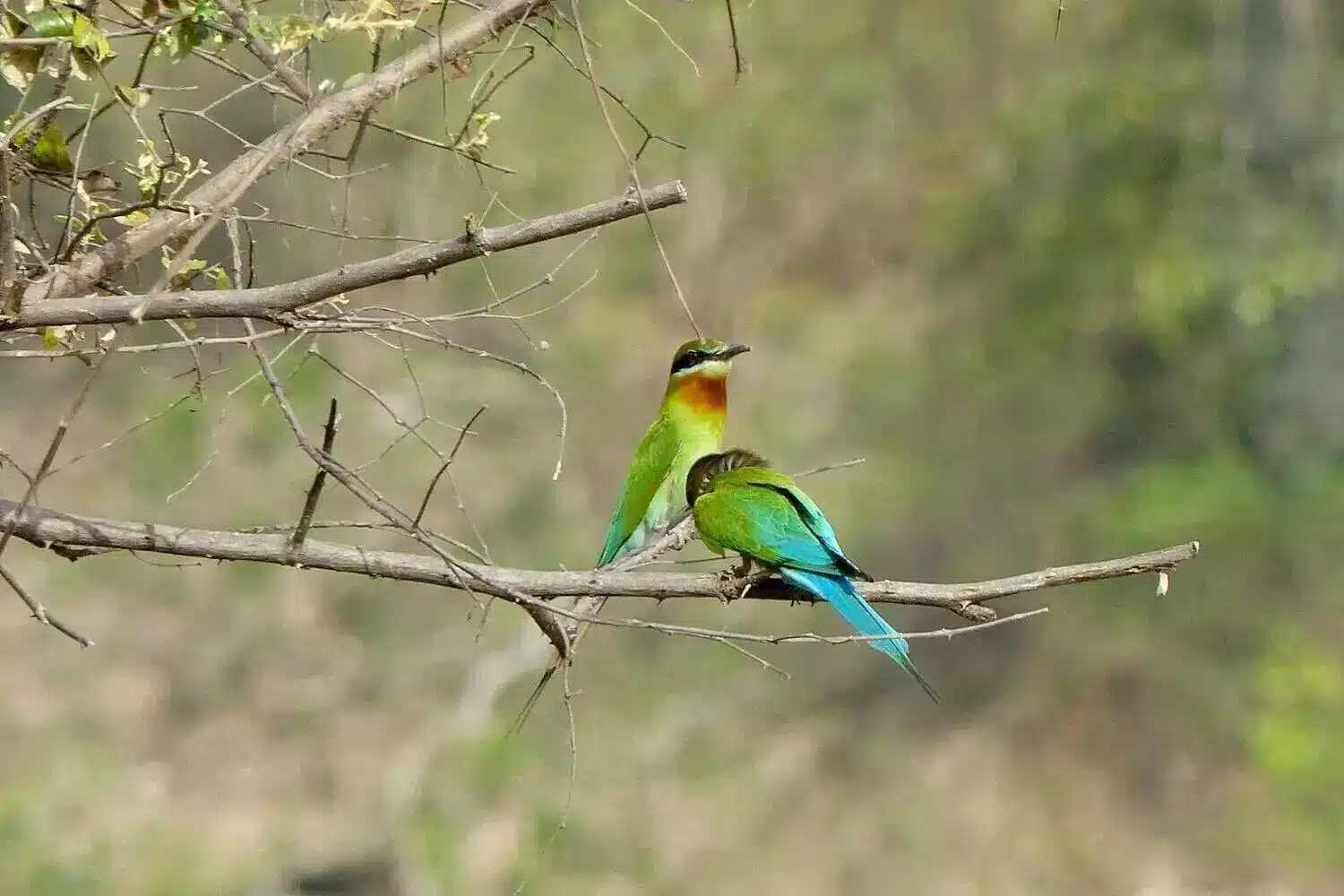 Bee Eater in Corbett Bee Eater in Corbett