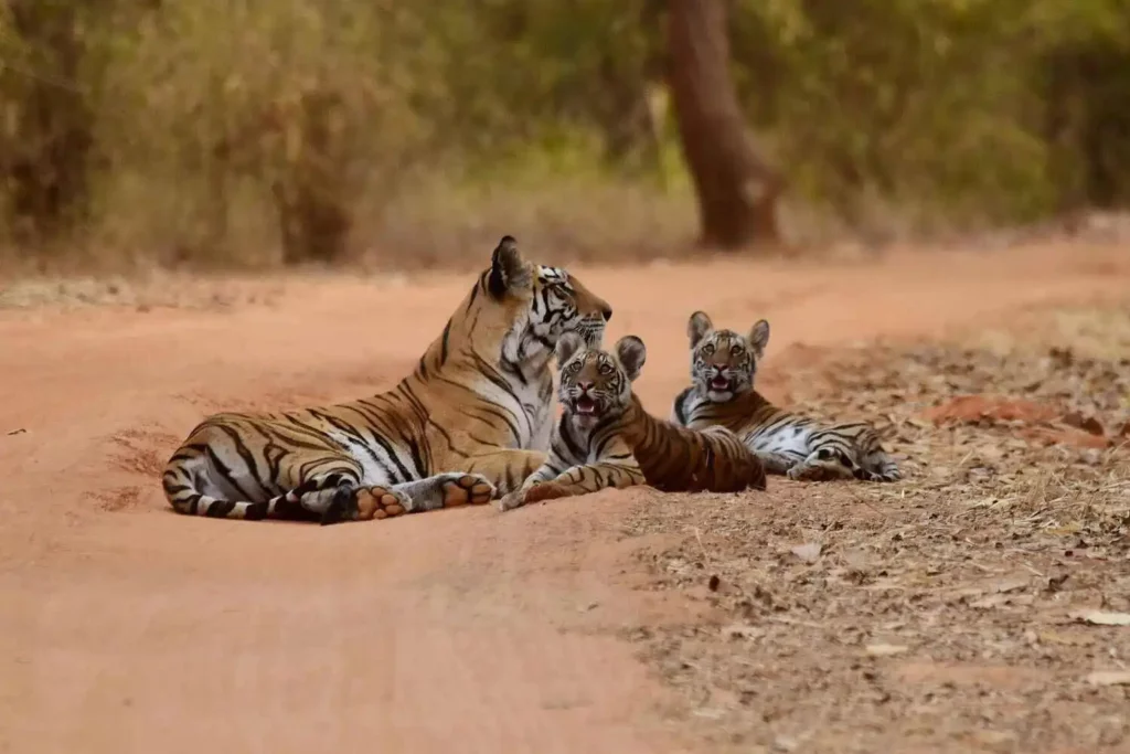 Cubs of Tiger with its mom Cubs of Tiger with their mom