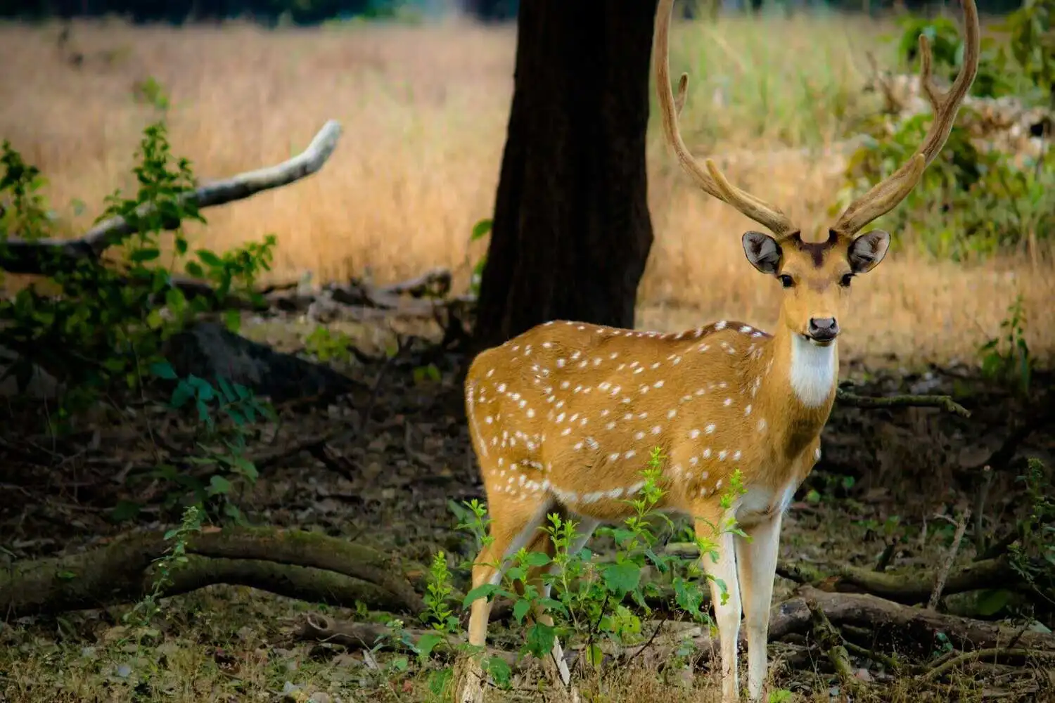 Chital in Kanha Chital in Kanha