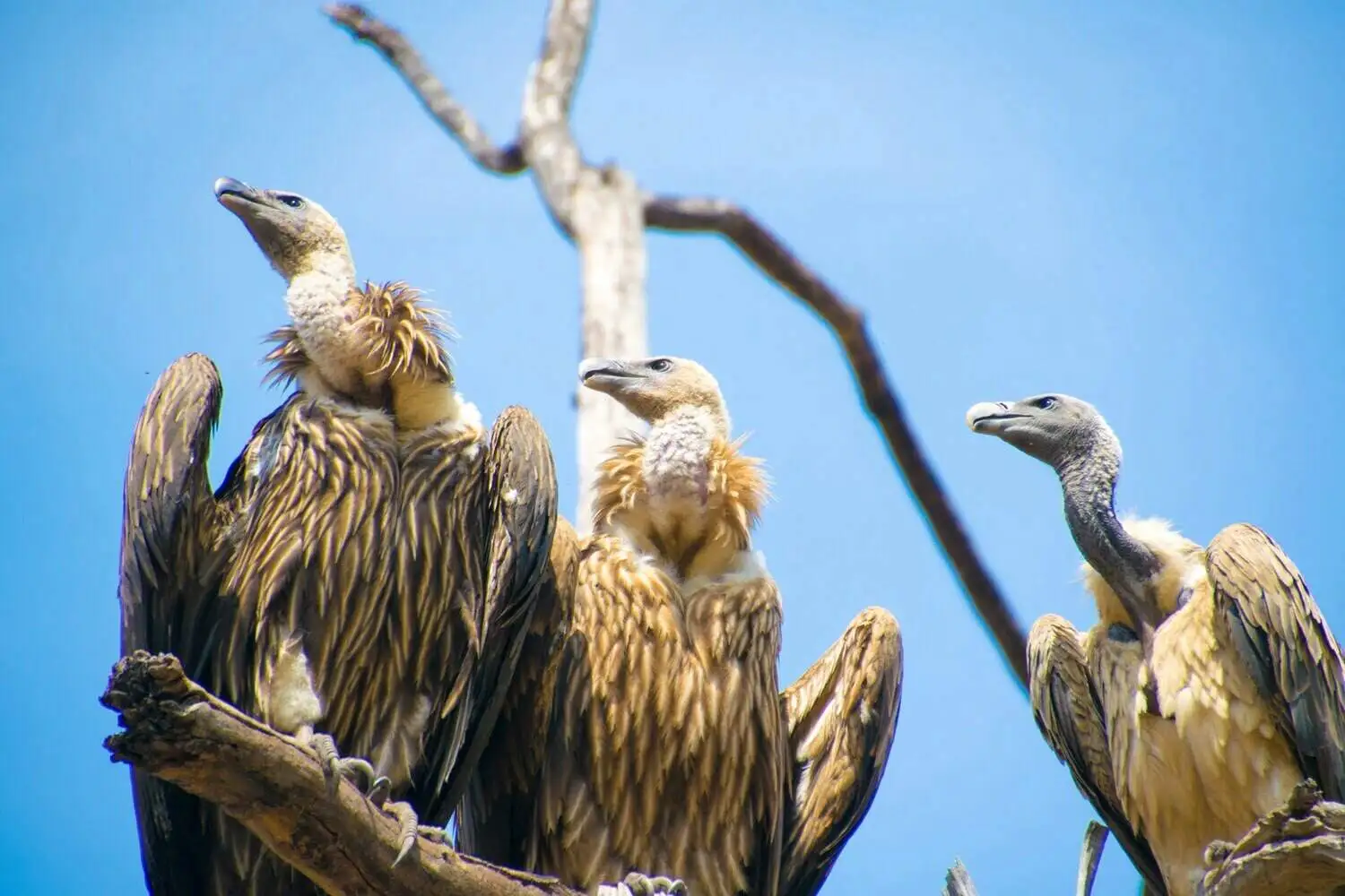 Bandhavgarh Vultures Bandhavgarh Vultures