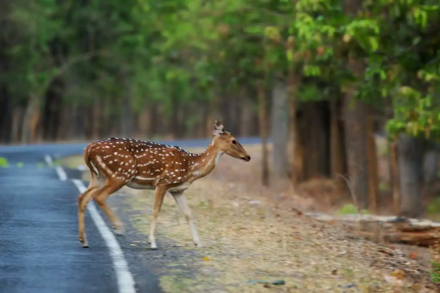Deer of Kanha Deer of Kanha