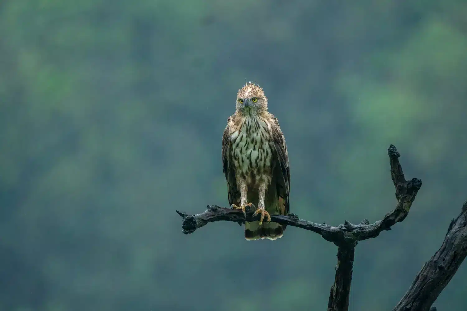 Eagle in Bandhavgarh Eagle in Bandhavgarh