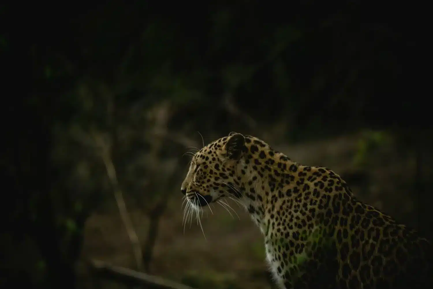 Leopard in Gir National Park Leopard in Gir National Park