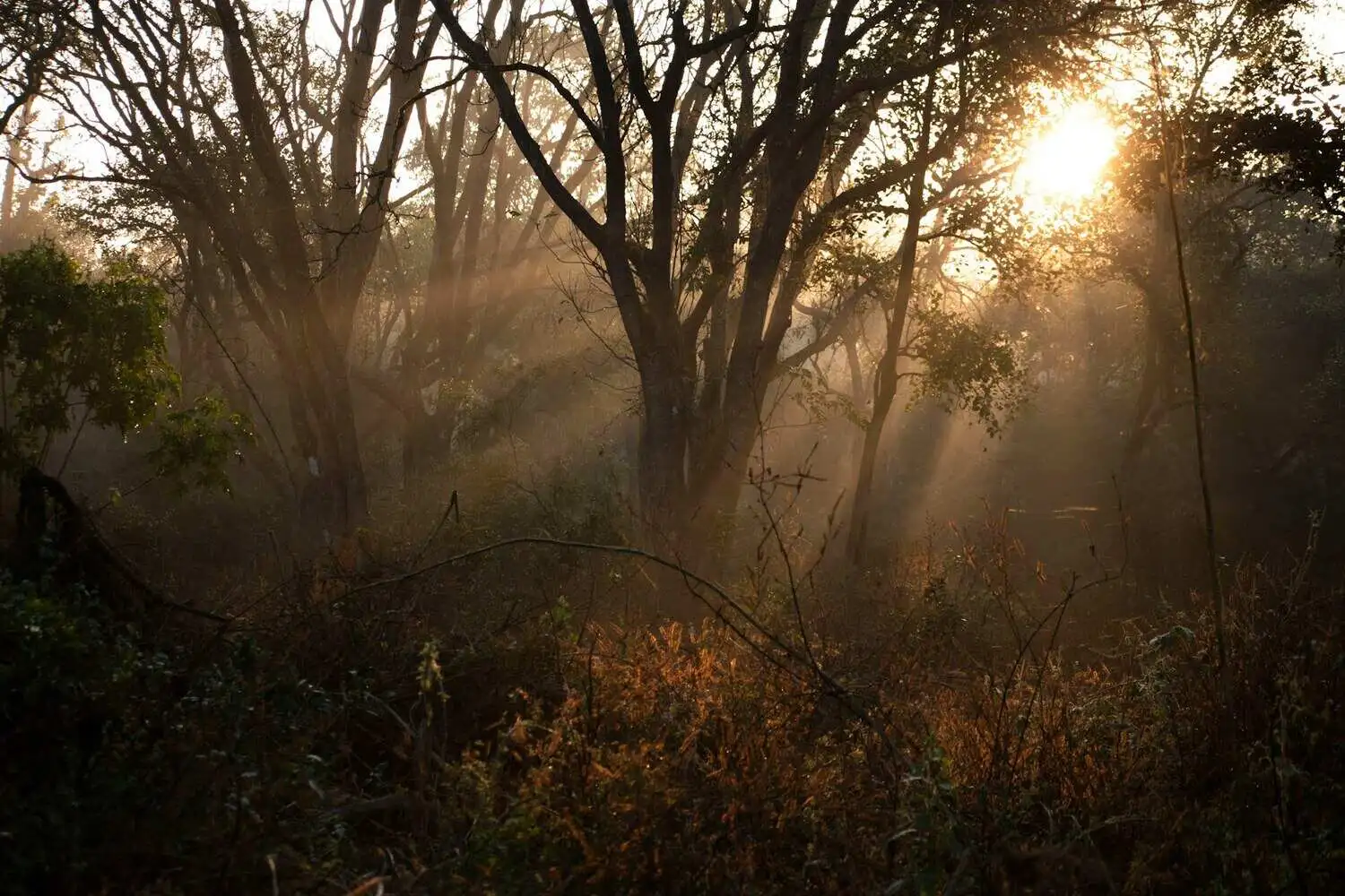Corbett Tiger Reserve Jungle Corbett Tiger Reserve jungle