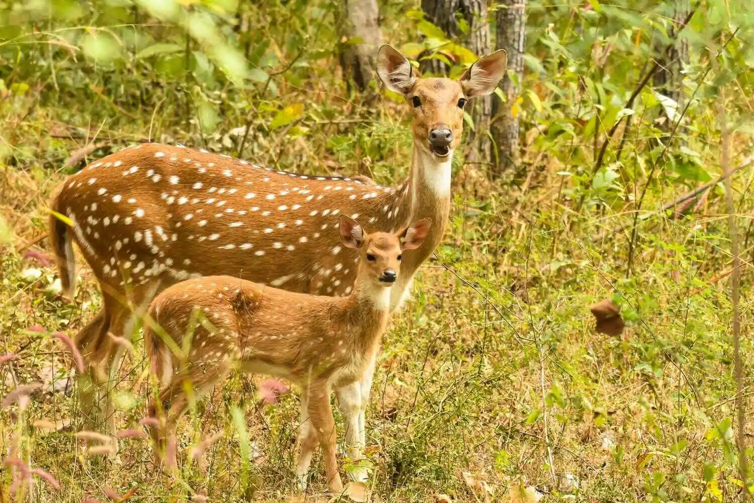 Sambar Deer of Pench Sambar Deer of Pench