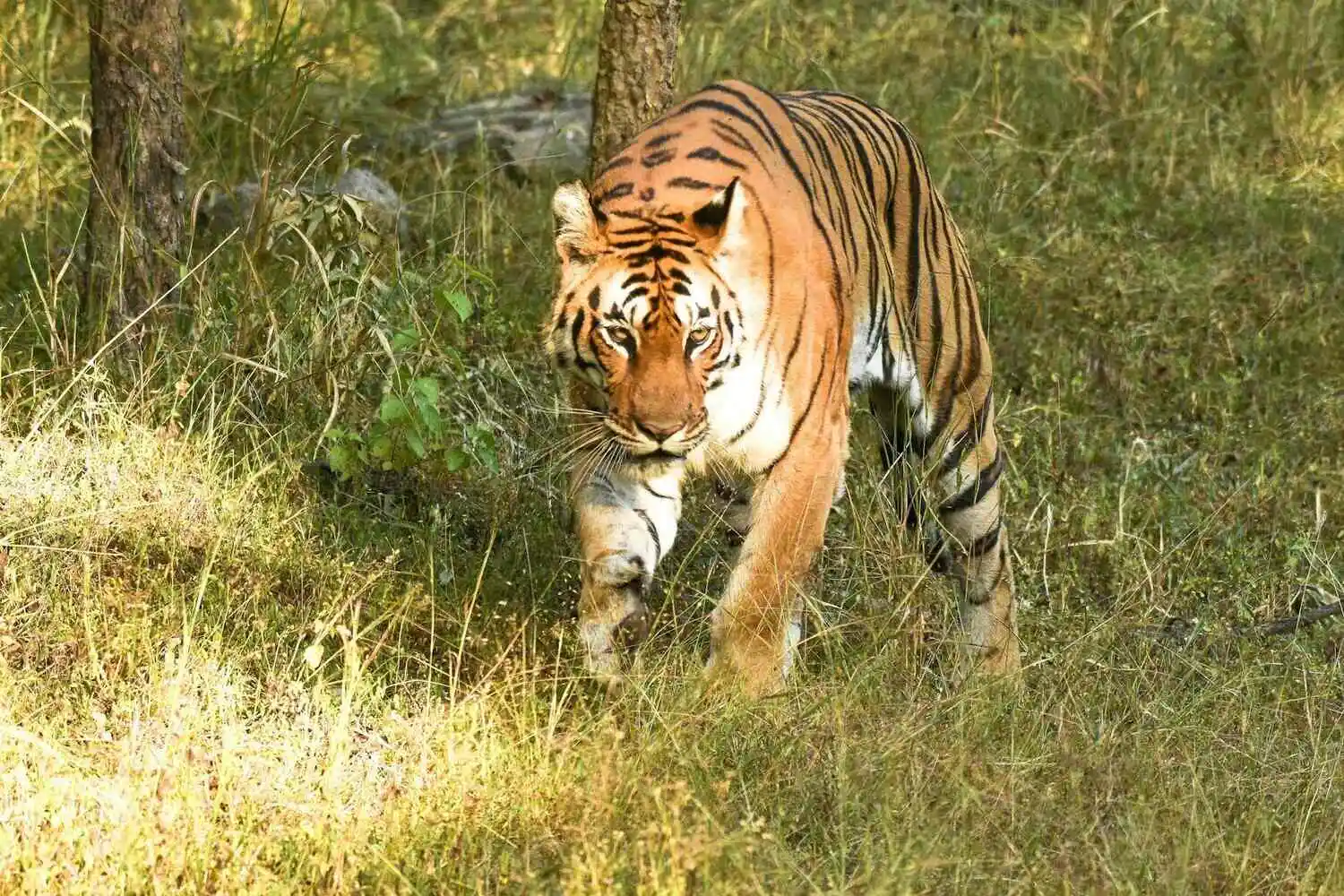 Bengal Tiger of Pench Bengal Tiger of Pench