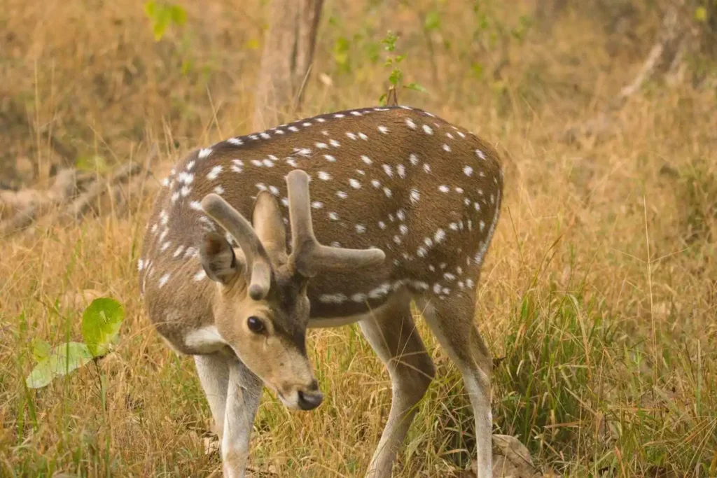 Deer of Kanha Deer of Kanha