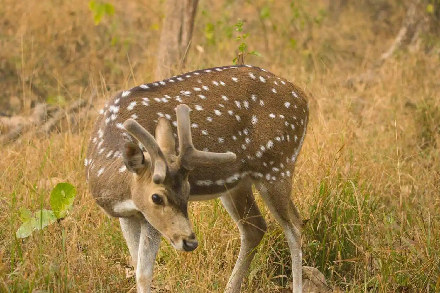 Deer of Kanha Deer of Kanha