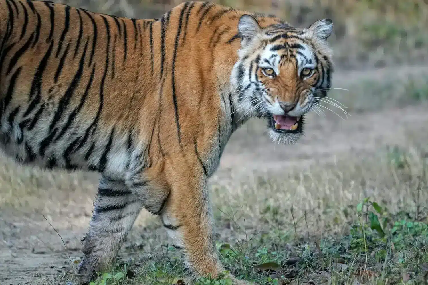 Bengal tiger of corbett Bengal tiger of corbett