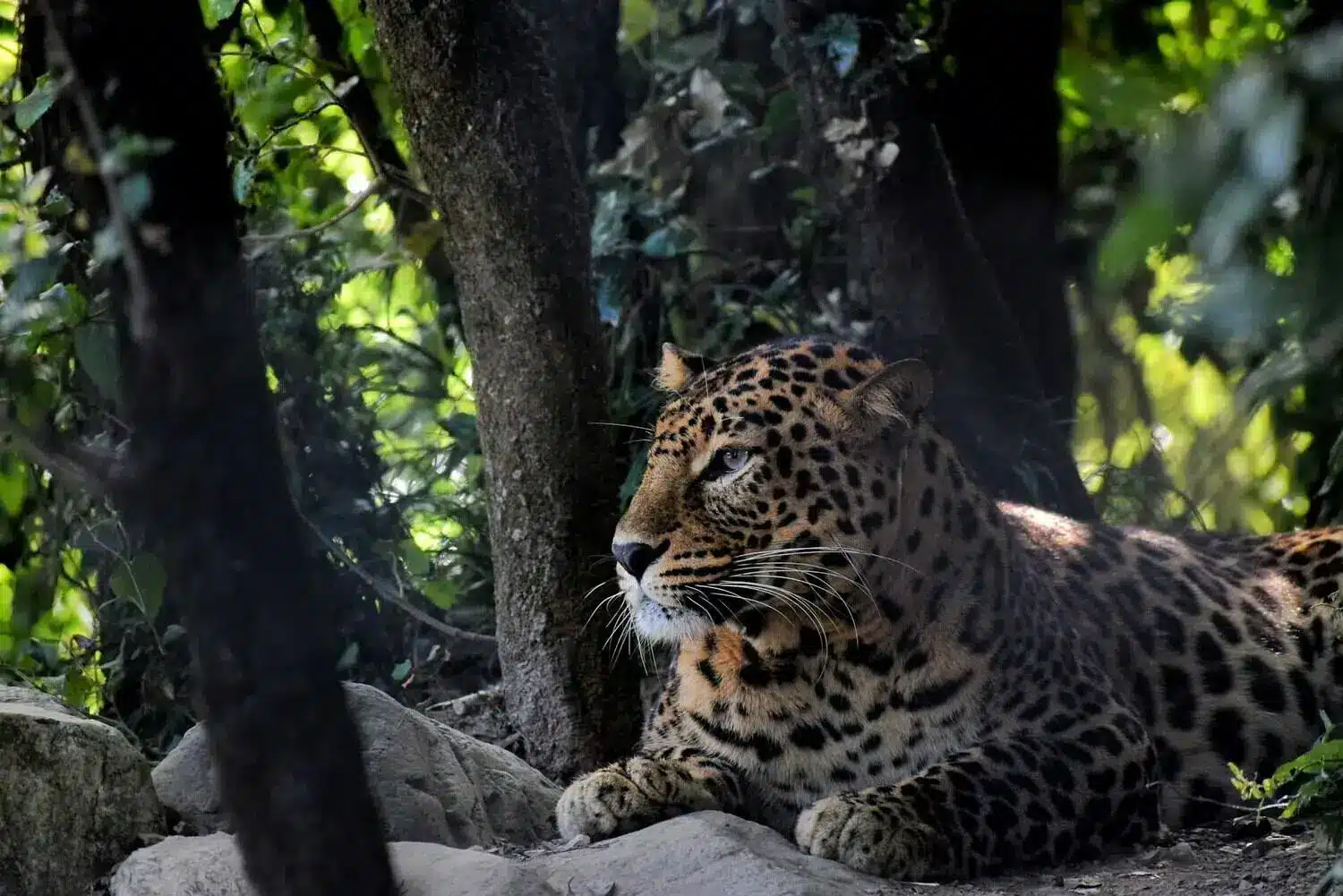 Corbett Leopard sitting on rock Corbett Leopard