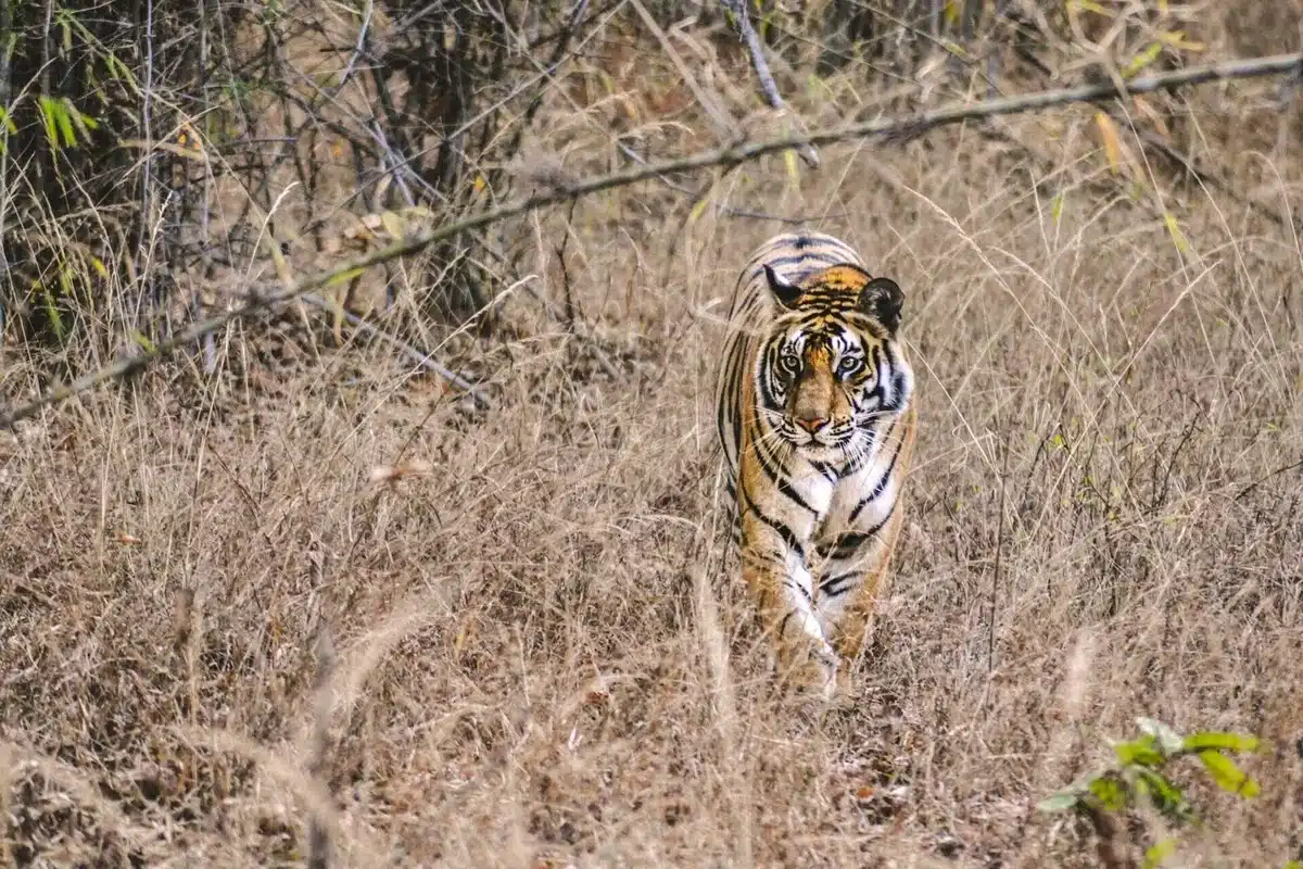 Bengal Tiger in Bandhavgarh Bengal Tiger in Bandhavgarh