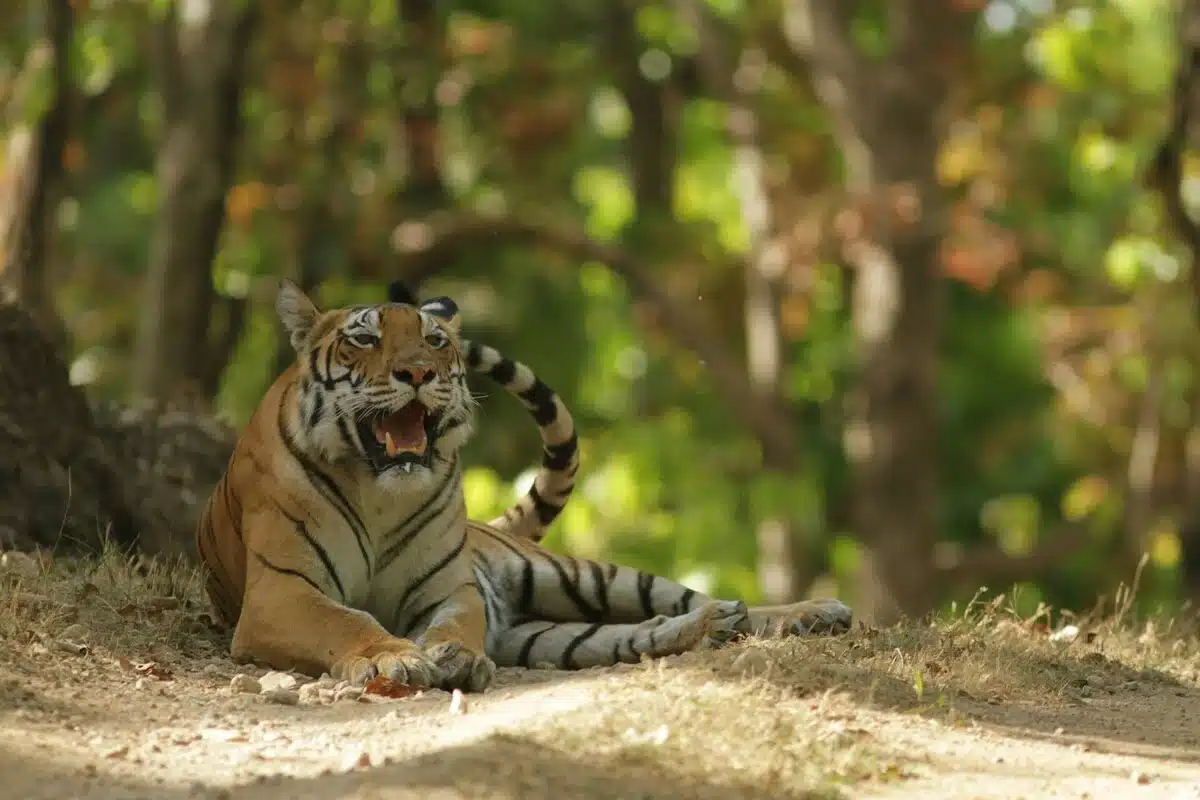 Bengal Tiger of Kanha Bengal Tiger of Kanha