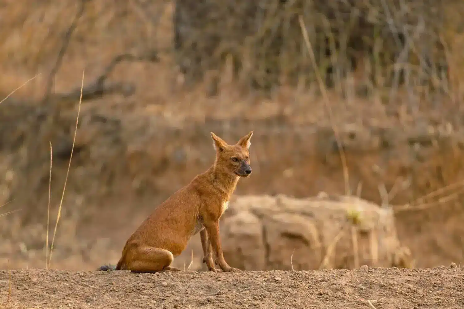 Wild Dog (Dhole) in Tadoba Wild Dog (Dhole) in Tadoba