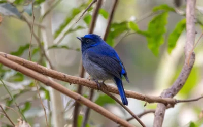 Birds of Pench: A Haven for Feathered Wonders