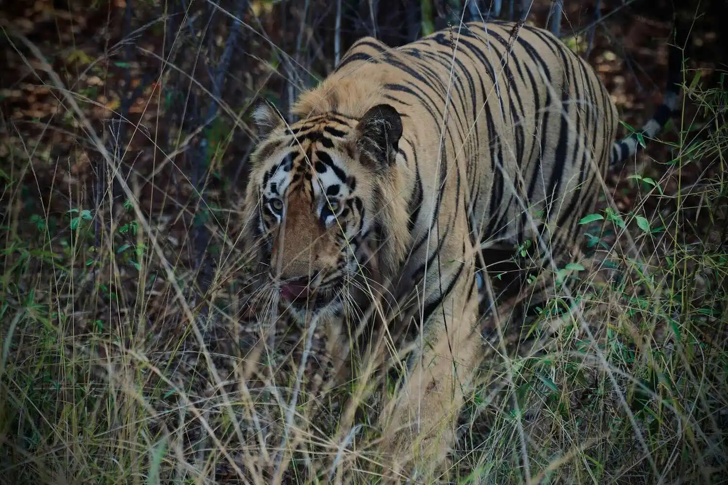 Bengal Tiger of Tadoba Bengal Tiger of Tadoba